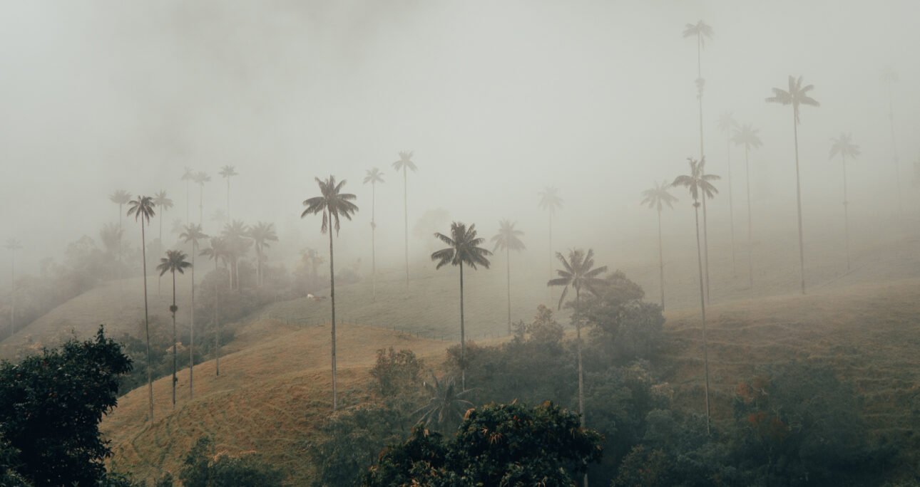 🌄 Valle del Cocora: entre neblina, palmas y un momento para respirar